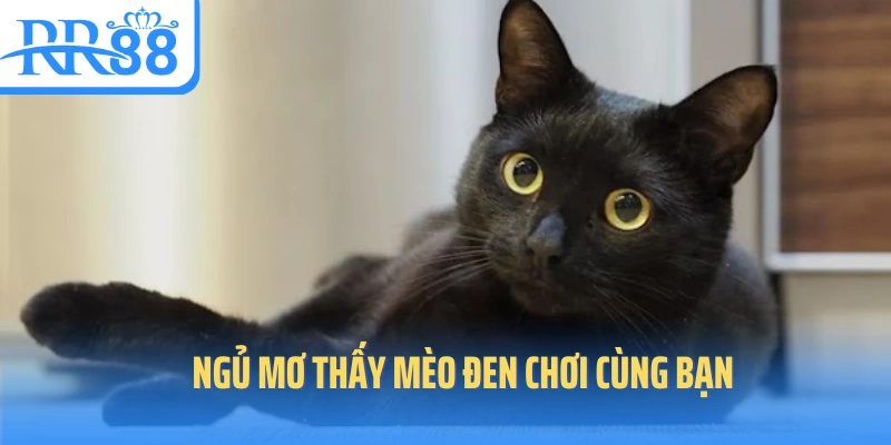 mo-thay-meo-con-choi-cung-ban