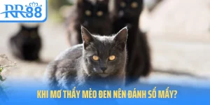 mo-thay-meo-con-danh-so-may