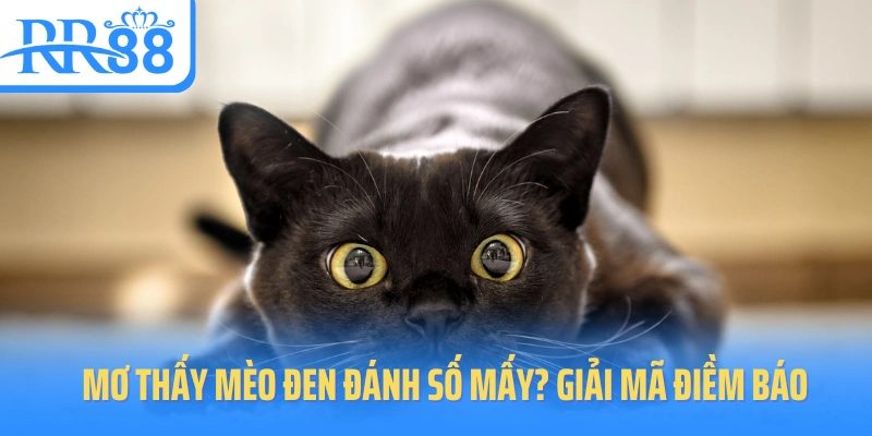 mo-thay-meo-con
