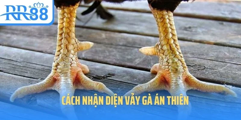 vay-ga-an-thien-cach-nhan-dien