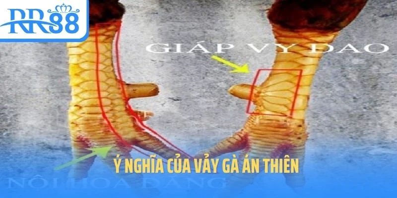 vay-ga-an-thien-y-nghia